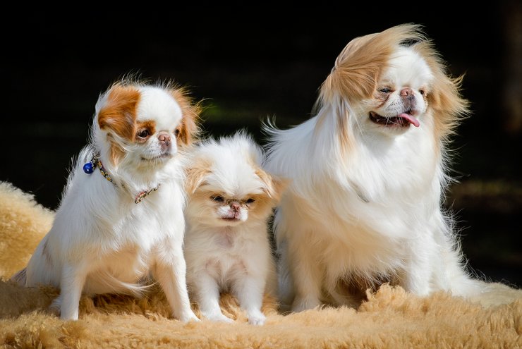 японский хин