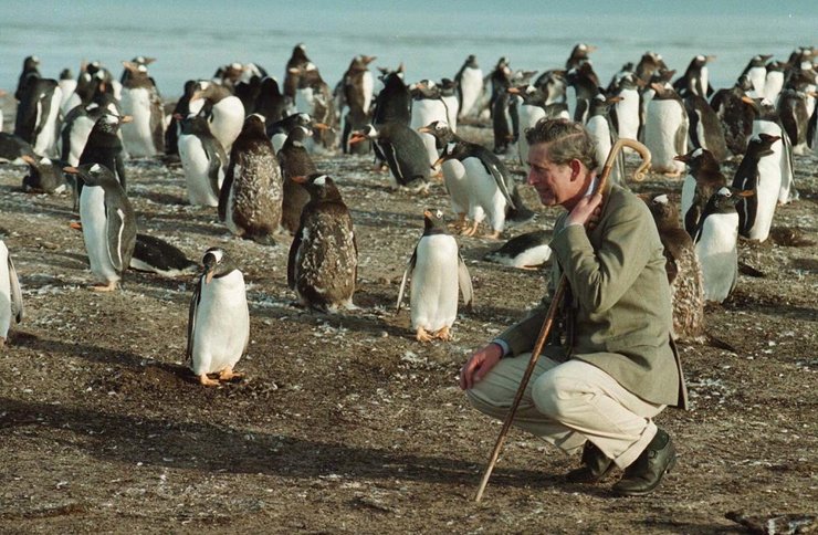 принц чарльз, пингвины