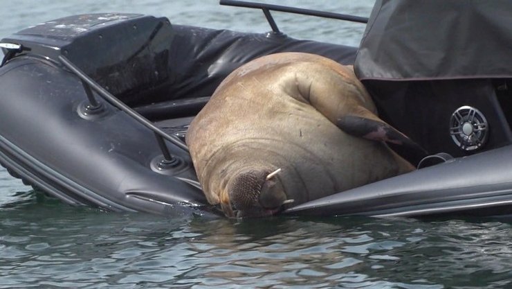 вбивство моржа Фреї