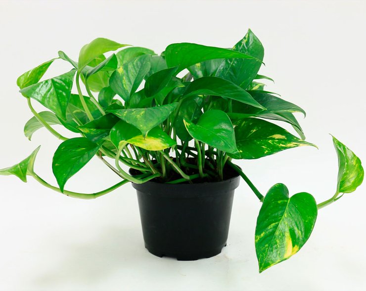 эпипремнум, плющ, лиана