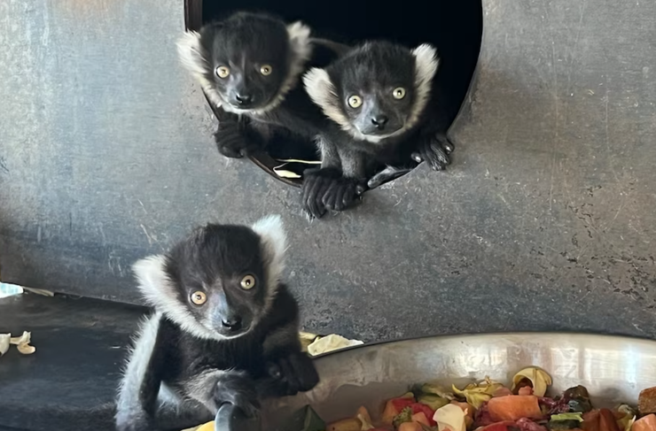 Лемуры на грани вымирания, рождение, животные, зоопарк, курьезы, Австралия, фото