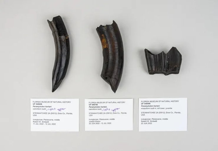 лінивець, кістки лінивця, скам'янілості лінивця