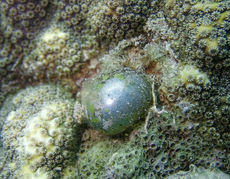 водоросль глазное яблоко