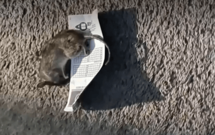 Город в США, Хьюстон, грязный воздух, самый грязный город, кишит тараканами, полно крыс, вредители в доме, рейтинг городов