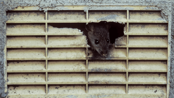 Щур, укус щура, заражений щур, ховався в туалеті, щур в унітазі, потрапив до лікарні, відмовили нирки, гризуни