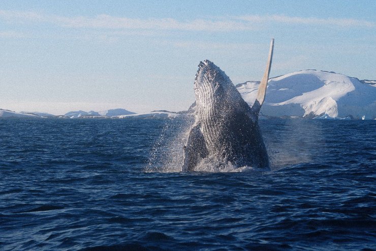 Полярники увидели редкое зрелище