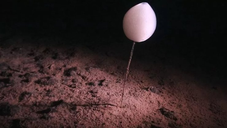 морська губка