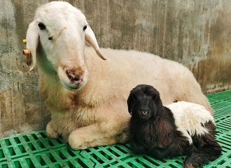 козы клонирование