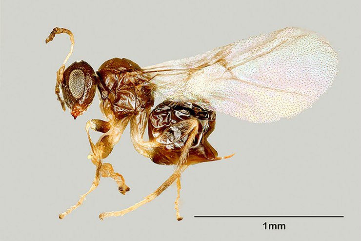 оса, оса валхалла, валхалла, микромир, миниатюрные животные, самые маленькие животные