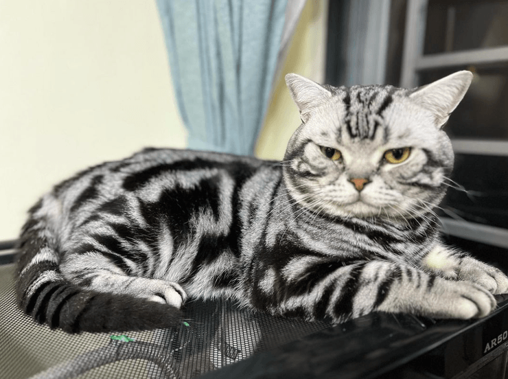 Американский короткошерстный кот, американский кот, кот, домашний кот