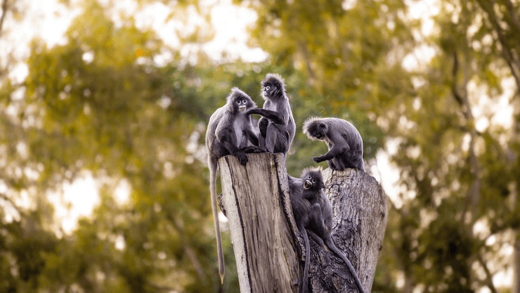 Мавпи, примати, укус мавпи, мавпа напала на людей, п'яна мавпа, тварини, вірус, сказ