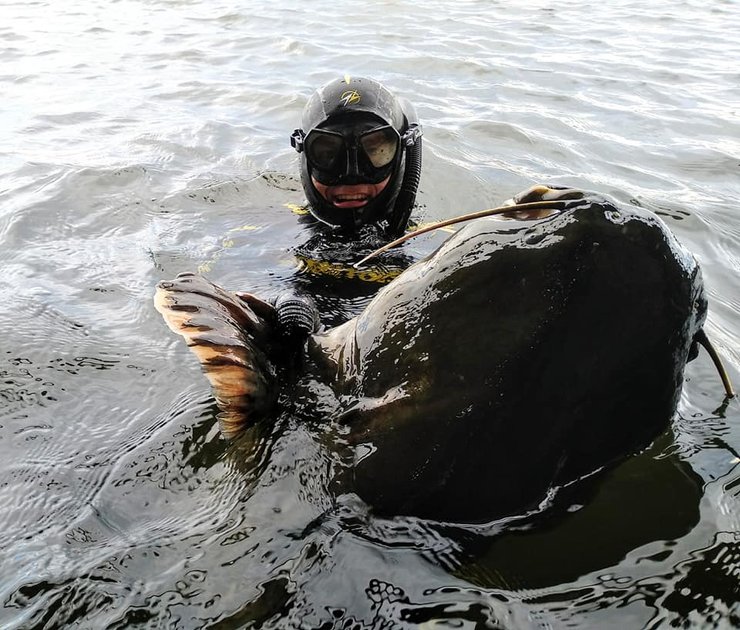в днепре выловили сома на 50 кг