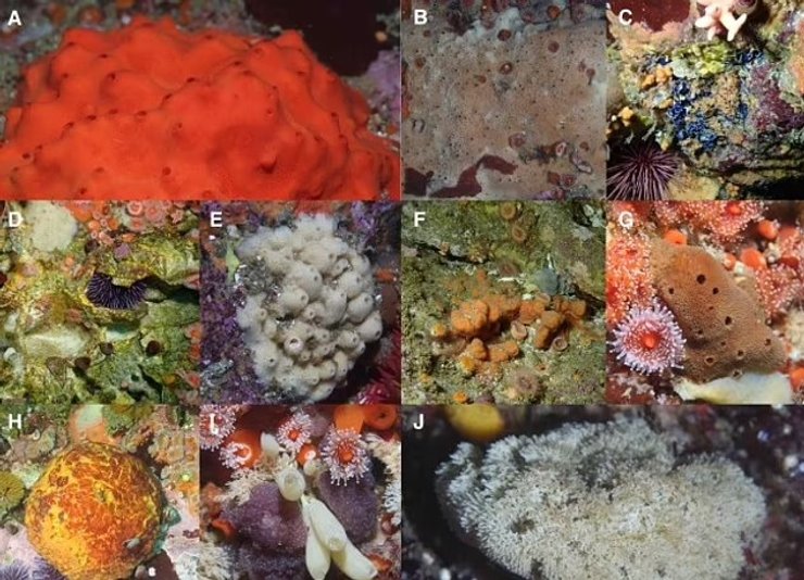 новые морские губки