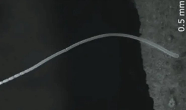 бактерия Thiomargarita magnifica