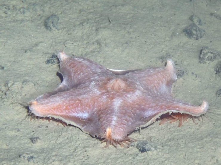 морская звезда, желоб Кермадек