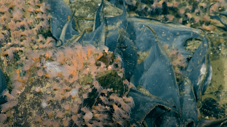 вулкан, яйця, білий скат