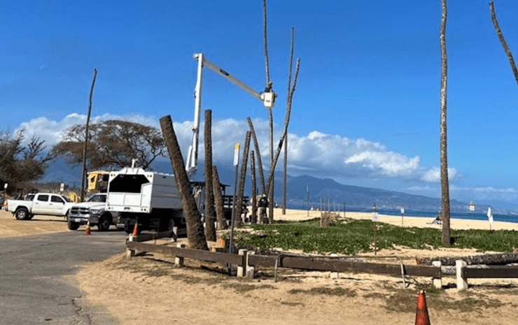 Работы по удалению кокосовых пальм в прибрежной зоне из-за эрозии и повышения уровня моря