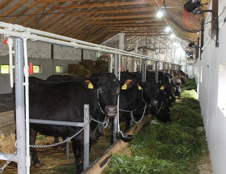 сімейна молочна ферма Папіки