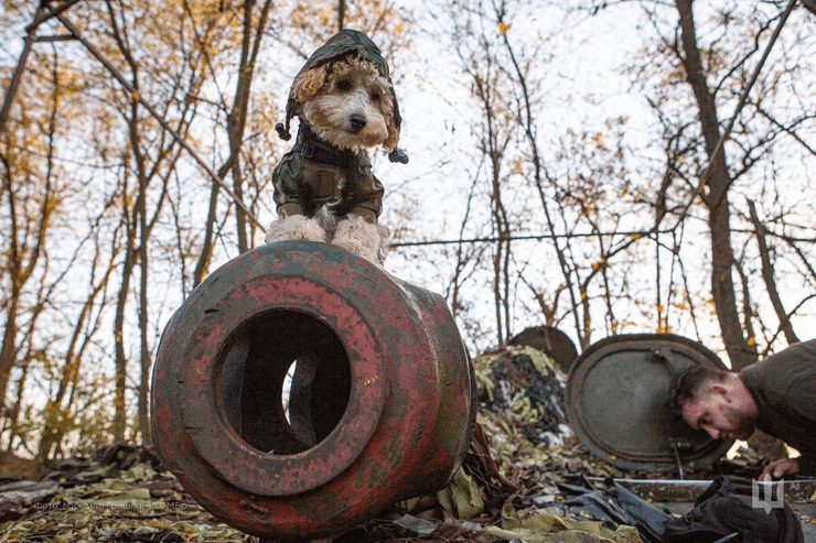 Тварини війни в проєкті Фото з війни