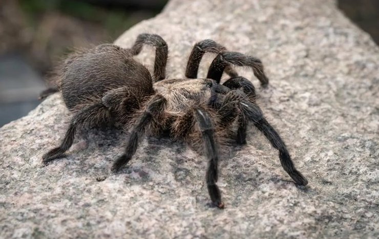 персидский золотой тарантул