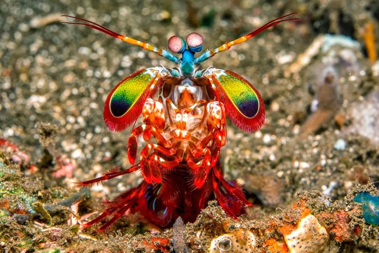 рак-богомол