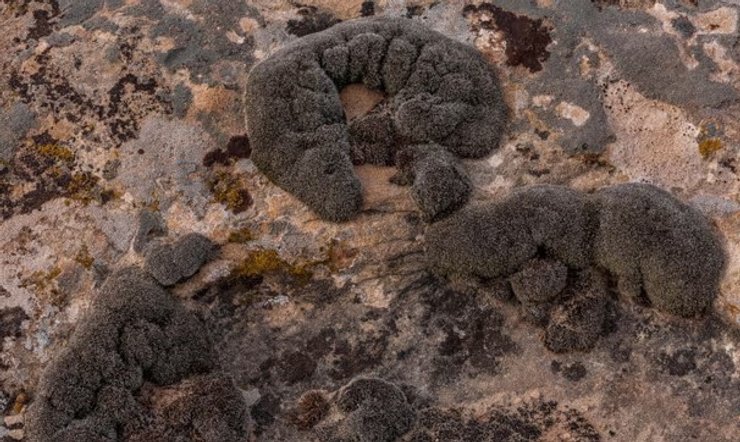 мох Syntrichia caninervis