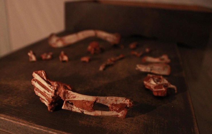 стародавні рептилії скам'янілості