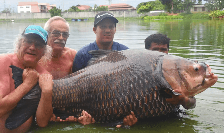 Рыбак поймал 114-килограммового карпа, гигантский усач, рыба, рекорд, новый рекорд, поймал на удочку, огромная рыба, во время отпуска