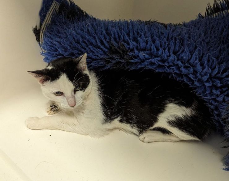 Кішка лишилась вдома сама на місяць і вижила, як їй це вдалось, неймовірна історія спасіння, курйози, цікаві історії