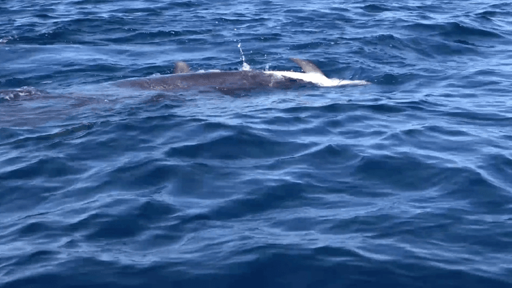 дельфины оплакивают мертвых, дельфины устраивают похороны, дельфины похороны, есть ли у дельфинов,  дельфины интересные факты, поведение дельфинов, чувства дельфинов