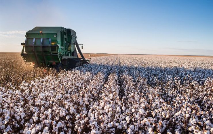 хлопчатник Одесская область