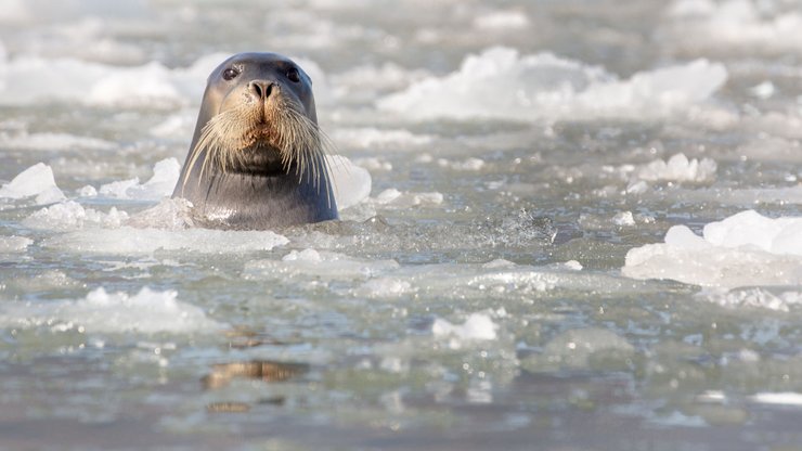 морской заяц, вода, лед, снимок