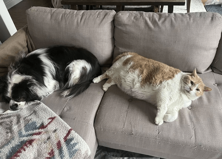 Женщина взяла огромного кота, огромный кот, спасла кота, диета для кота, посадили кота на диету, кот размером с 10-летнюю дочь