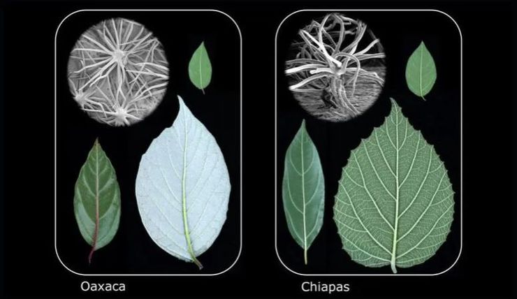 листья калины
