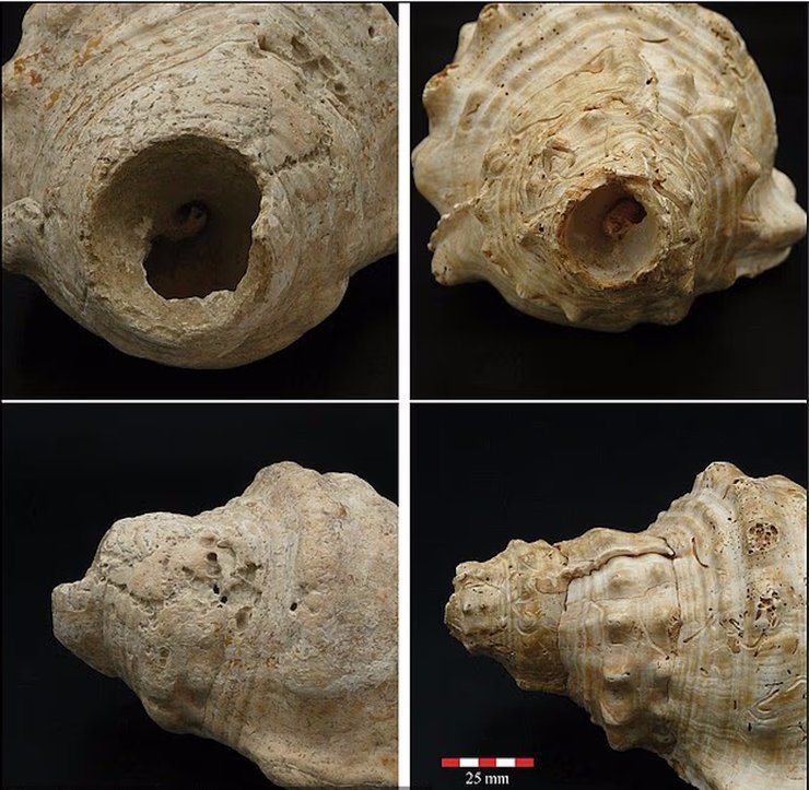 морская улитка ракушка