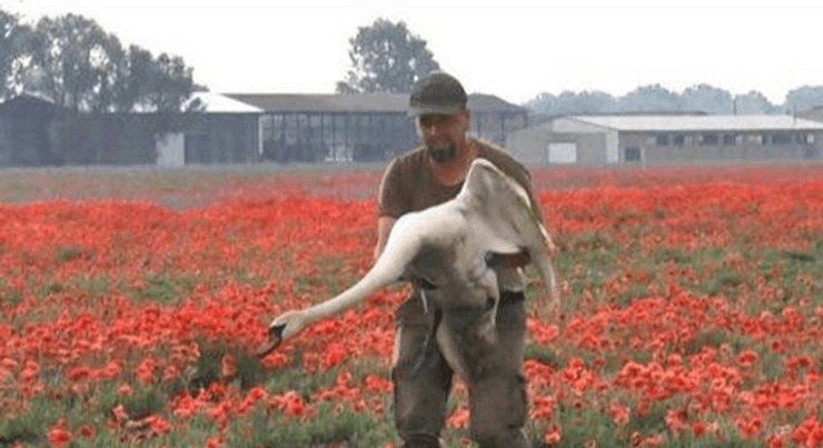 Лебеди наркоманы, фермер, маковое поле, мак, Словакия, птица,