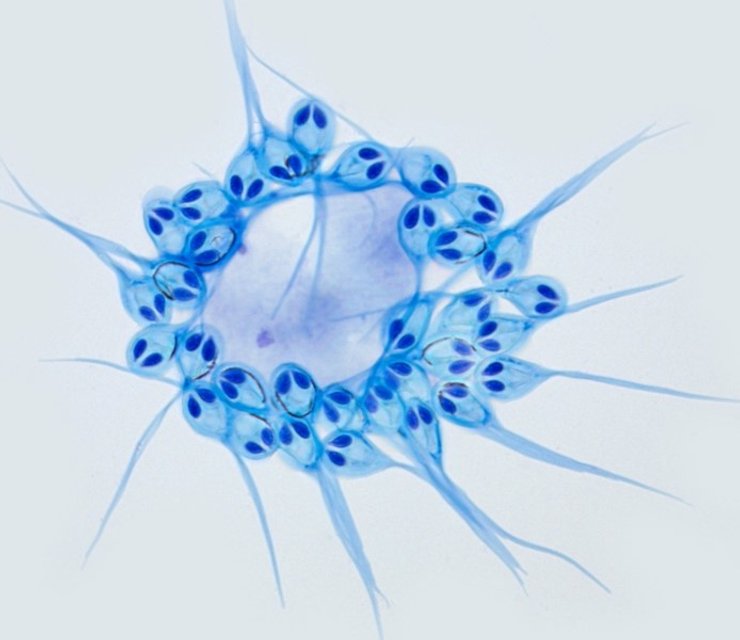 паразит книдарий