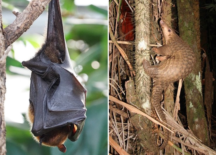 Летучие мыши, коронавирус, панголины, SARS-CoV-2