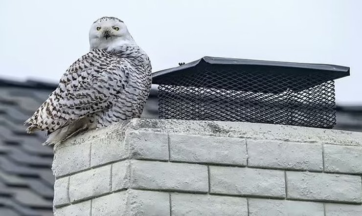 полярная сова