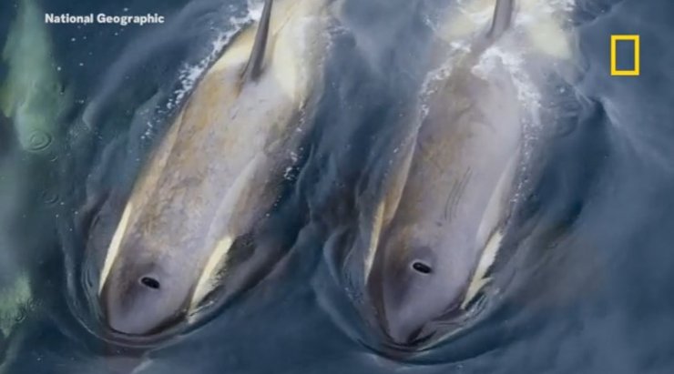 косатки водорості