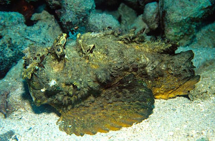 Каспер Крупа пережил укус самой ядовитой рыбы в мире, как ему это удалось, Австралия, странные истории из жизни