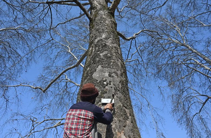 дерево чинар