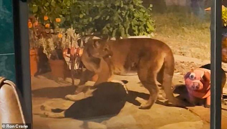 Гірський лев