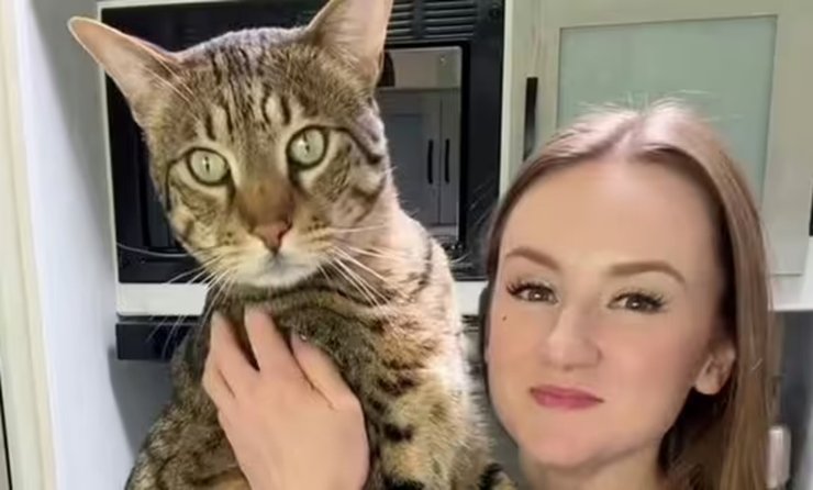 Огромный кот, кот, животное, кот напугал ветеринара, кот по кличке Декстер, соцсети