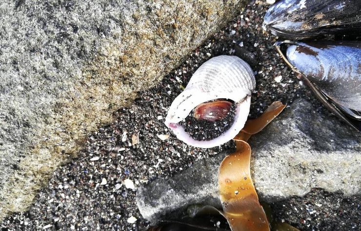 камчатка, єкология