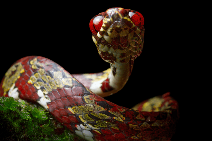 змея, Sibon canopy