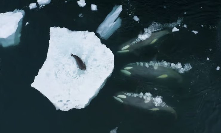 косатки охота