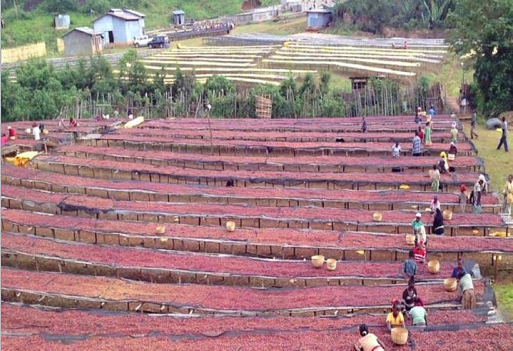 сушка кофе, эфиопия