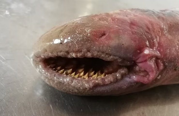 зубы минога