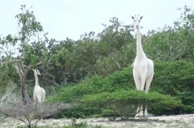 белый жираф